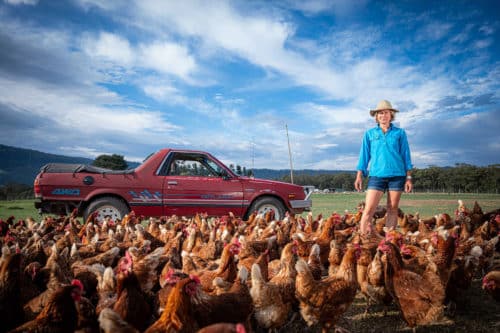 Chook Lady — Kristen McLennan